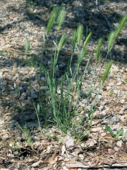 wild barley, mouse barley (Hordeum leporinum)
